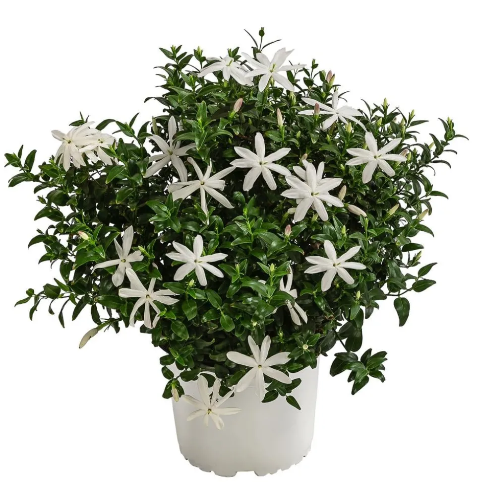 Afrikanischer Jasmin