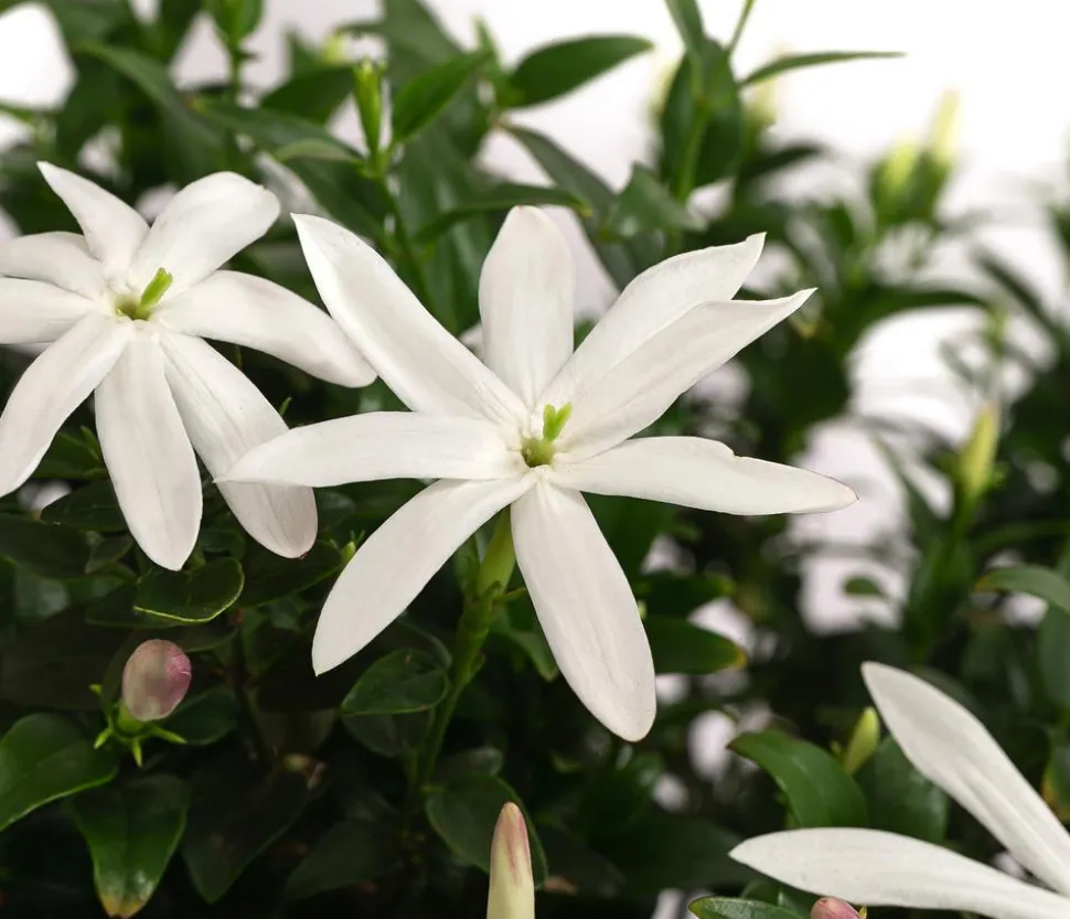 Afrikanischer Jasmin