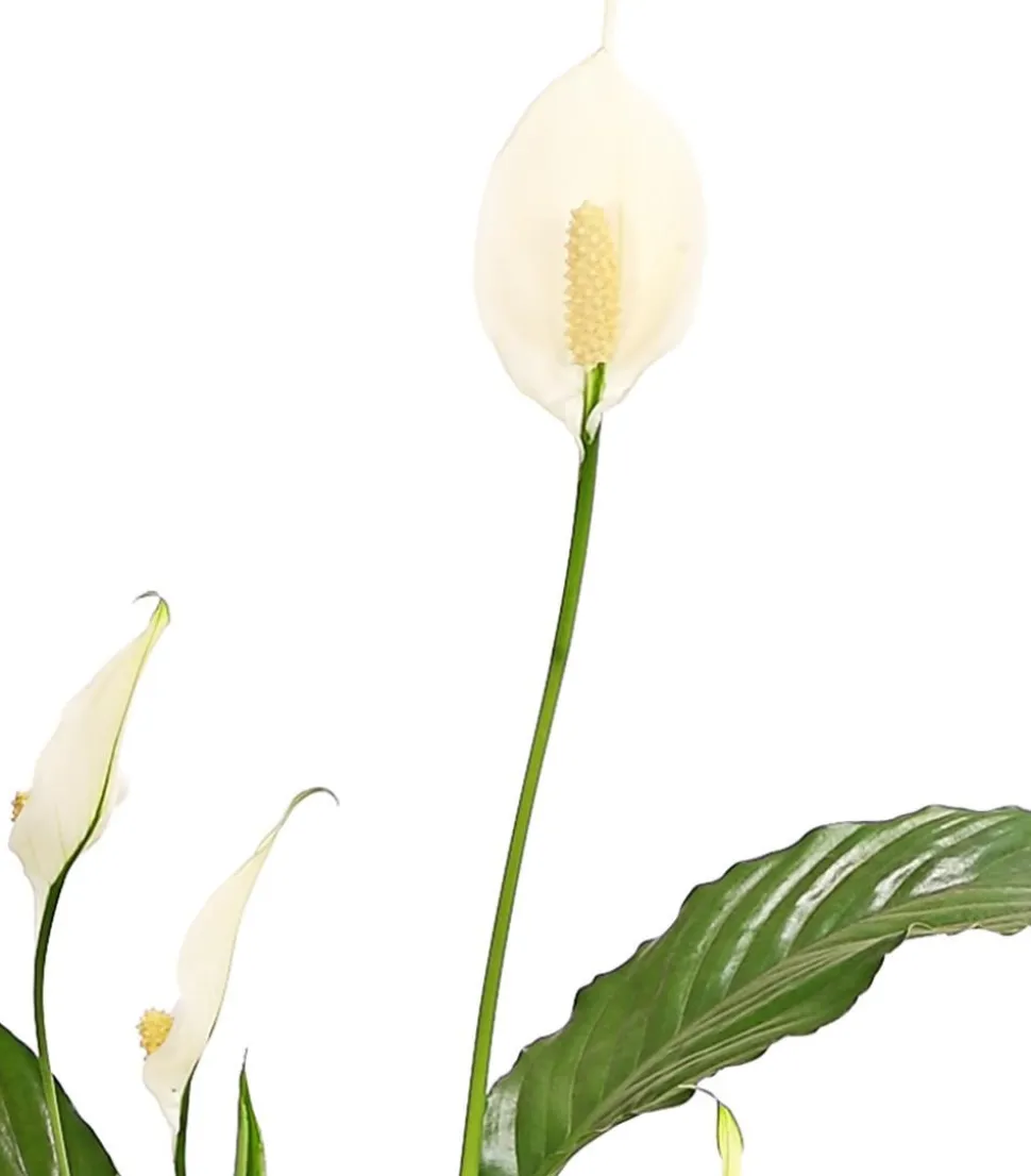 Air So Pure® Einblatt - Spathiphyllum wallisii 'Chico'