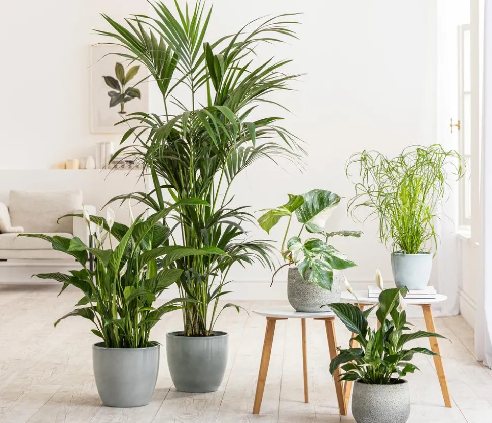 Air So Pure® Einblatt - Spathiphyllum wallisii 'Bingo'