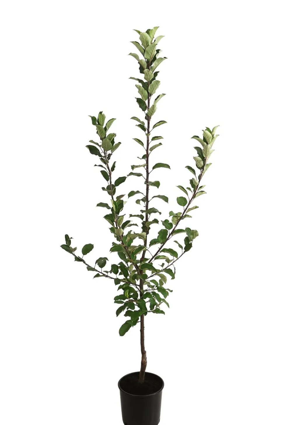 Allergikerapfel 'Santana'