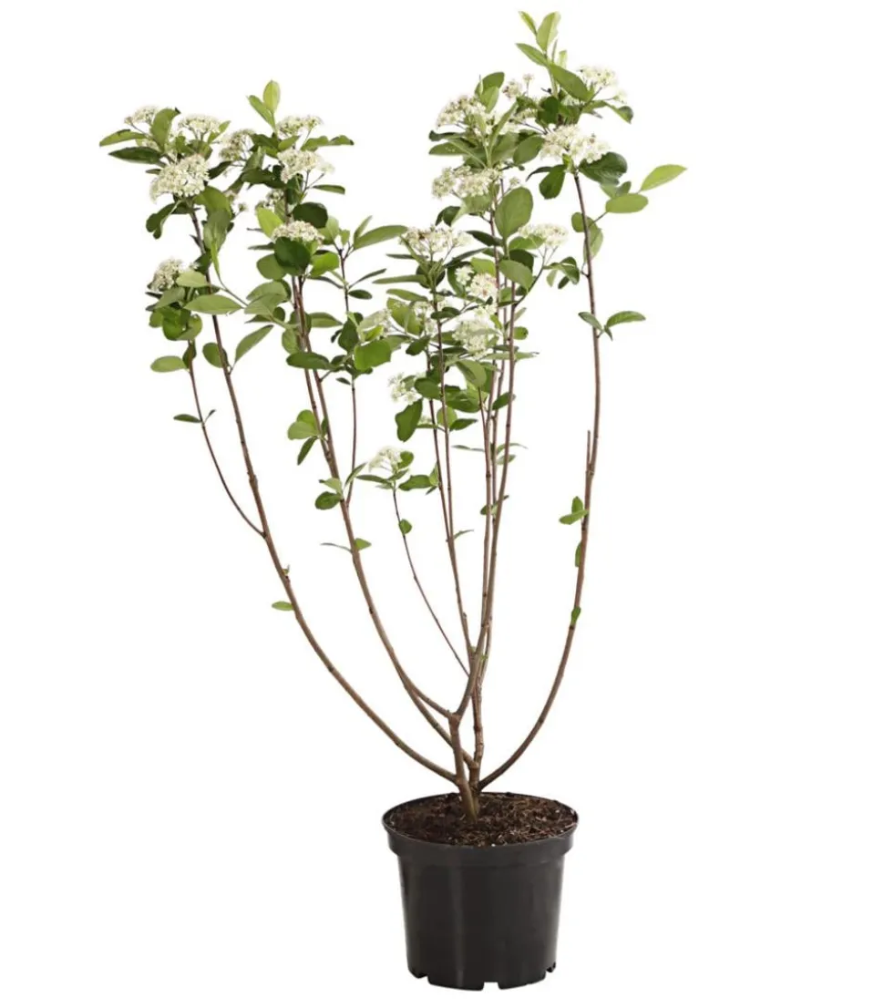 Apfelbeere, Aronia 'Viking'
