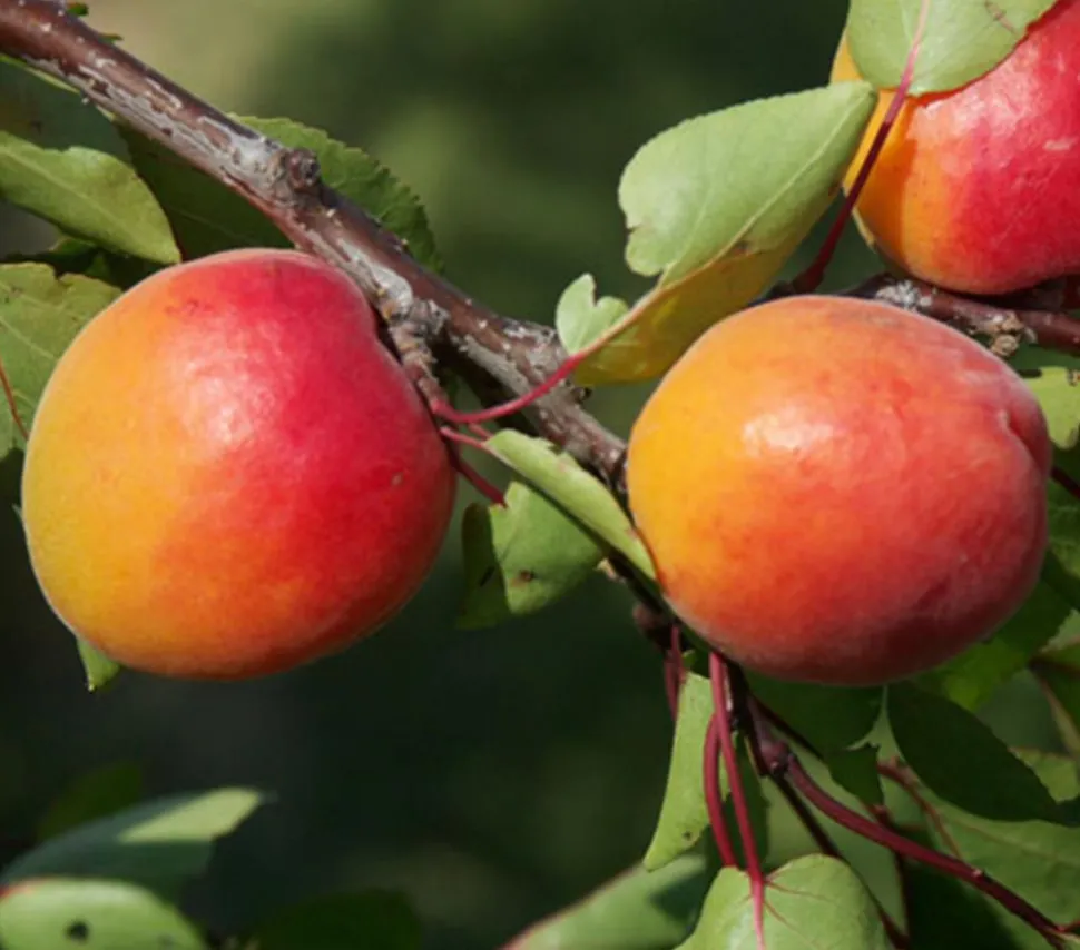 Aprikose 'Orangered'