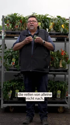Balkonpaprika