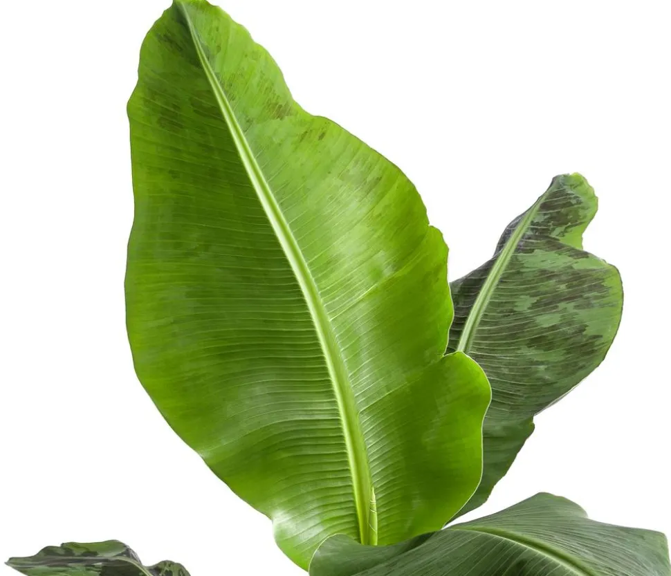 Banane 'Dwarf Cavendish'