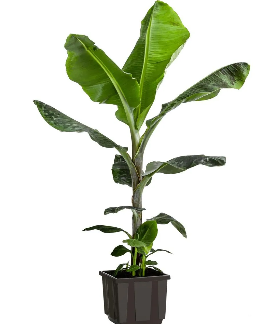 Banane 'Dwarf Cavendish'
