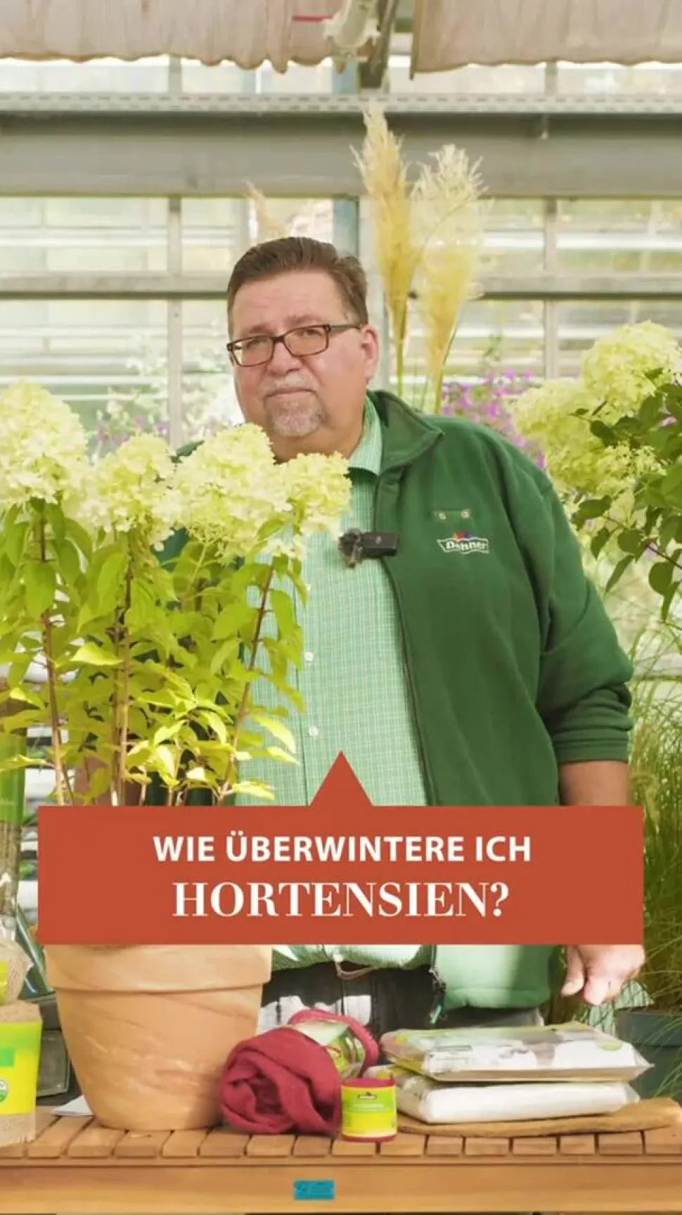 Bauern-Hortensie, ca. 50-60 cm