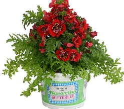 Bauernorchidee, verschiedene Farben