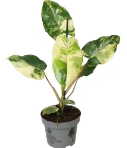 Baumfreund - Philodendron 'Burle Marx' variegata