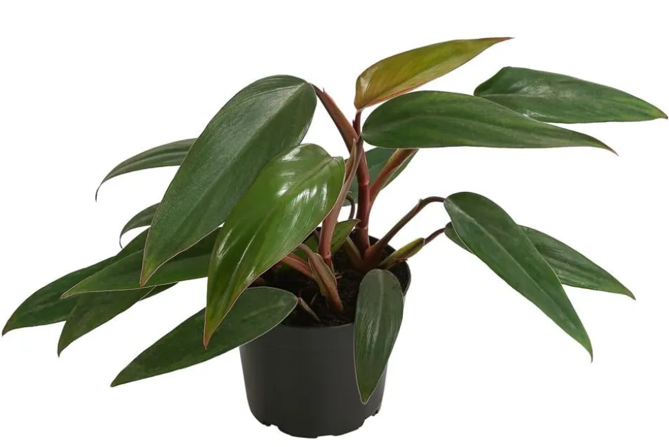 Baumfreund - Philodendron erubescens 'Ruby'
