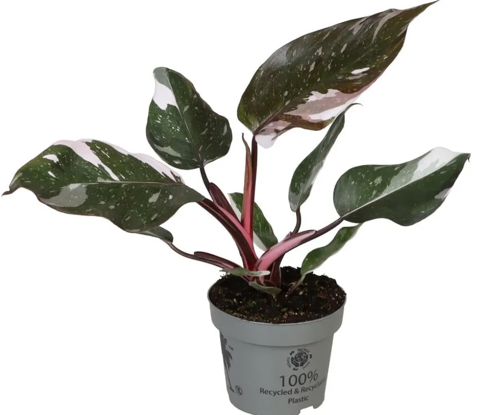 Baumfreund - Philodendron 'Red Anderson'