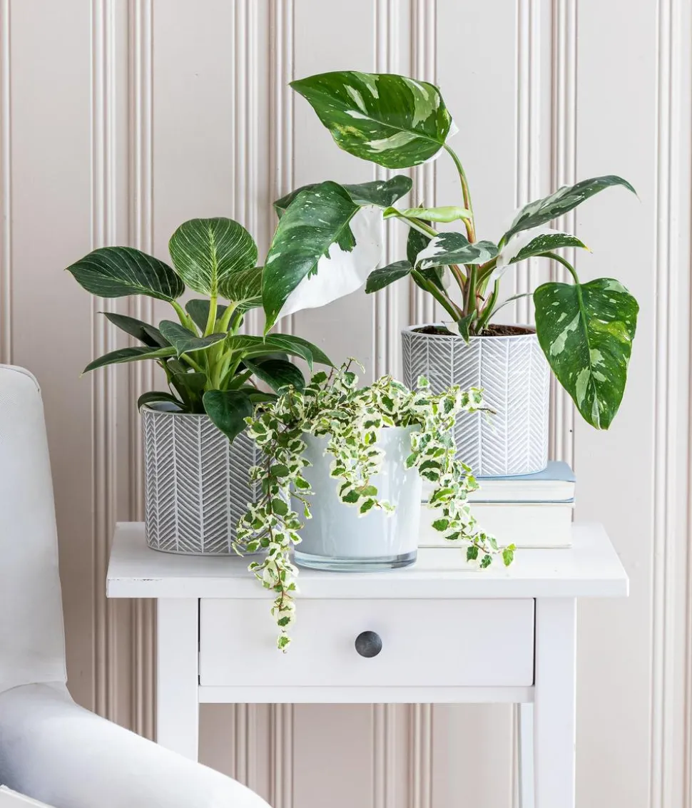 Baumfreund - Philodendron 'White Wave'