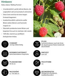 Beeren-Kiwi-Set Smoothie-Mix, 4-teilig