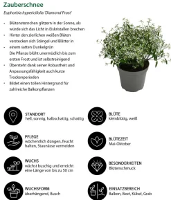 Beet- & Balkonpflanzen-Set Balkonromanze, 6-teilig