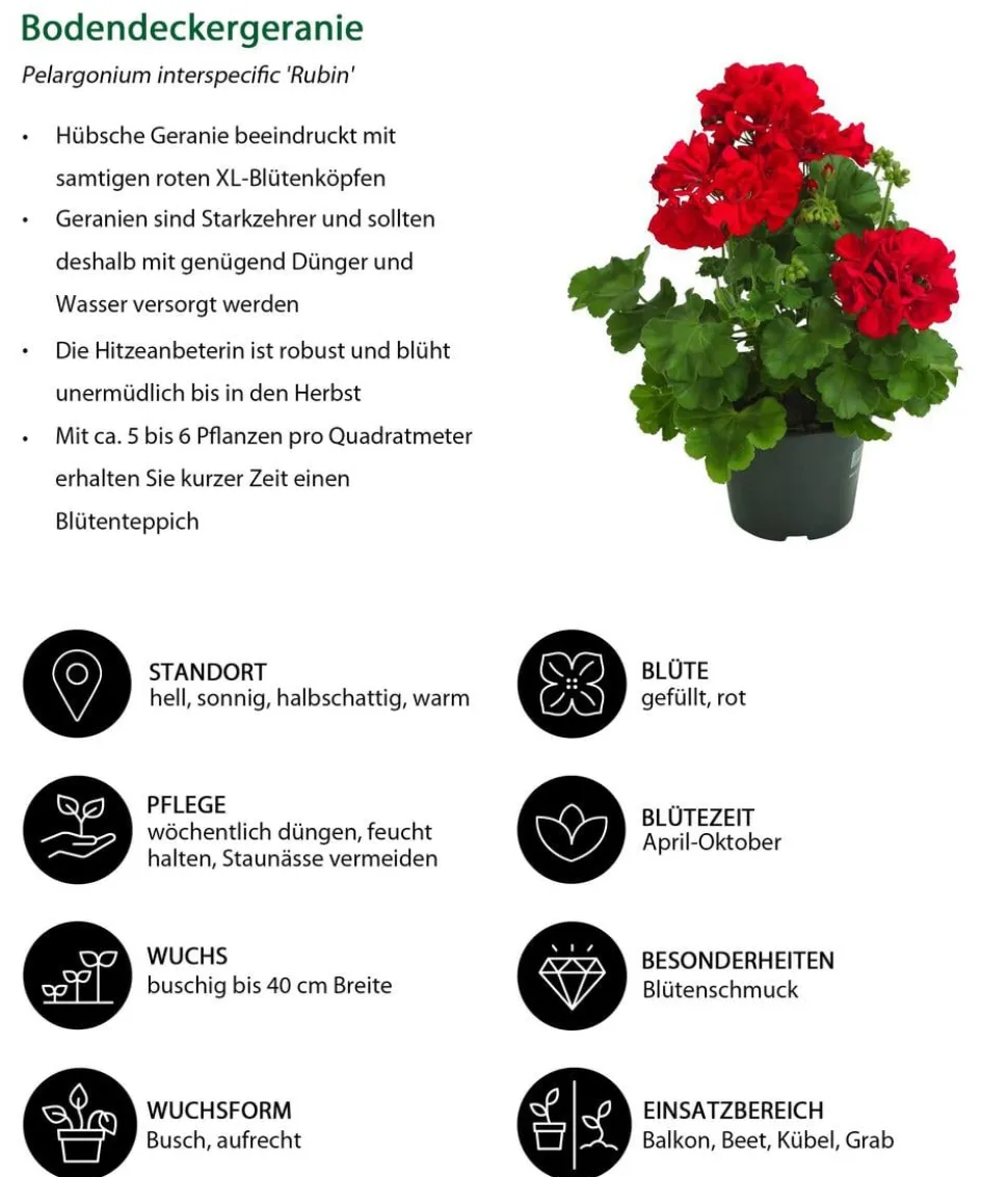 Beet- & Balkonpflanzen-Set Balkonliebe, 6-teilig