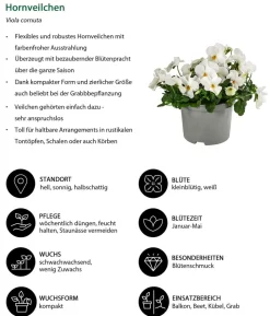 Beet- & Balkonpflanzen-Set Blauton, 6-teilig