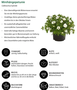 Beet- & Balkonpflanzen-Set Blütencharme, 6-teilig
