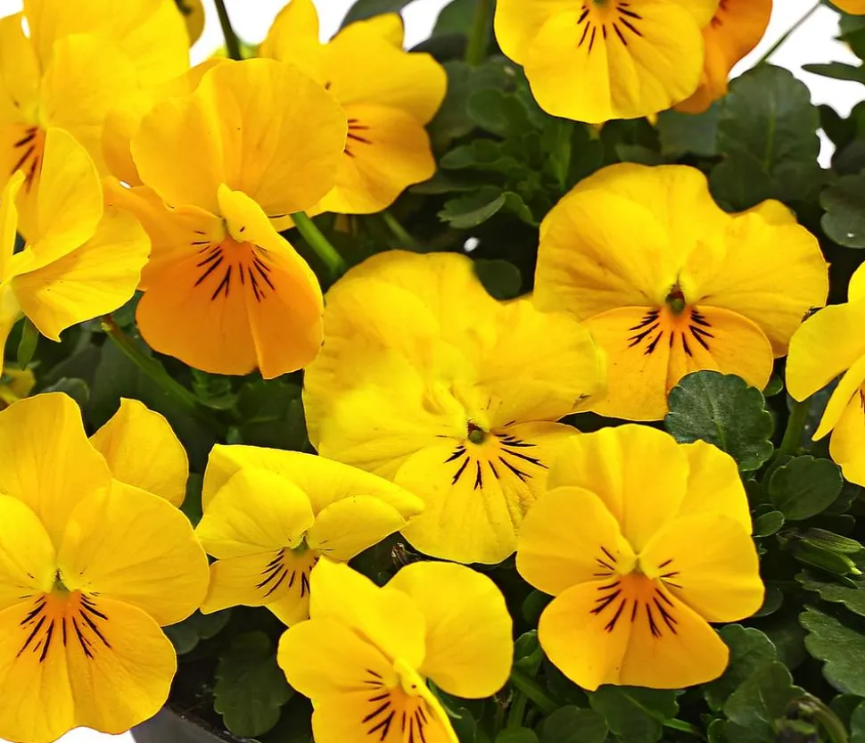 Beet- & Balkonpflanzen-Set Bunter Frühling, 6-teilig