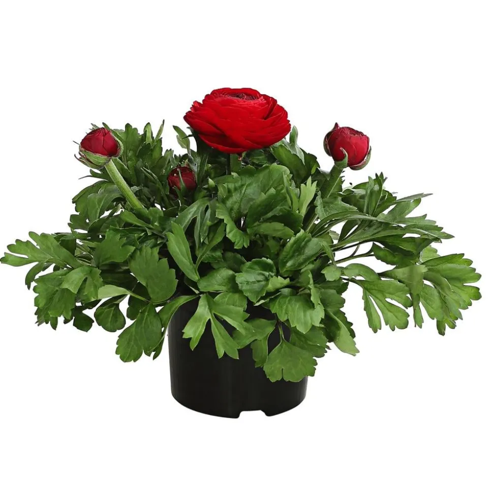 Beet- & Balkonpflanzen-Set Bunter Frühling, 6-teilig