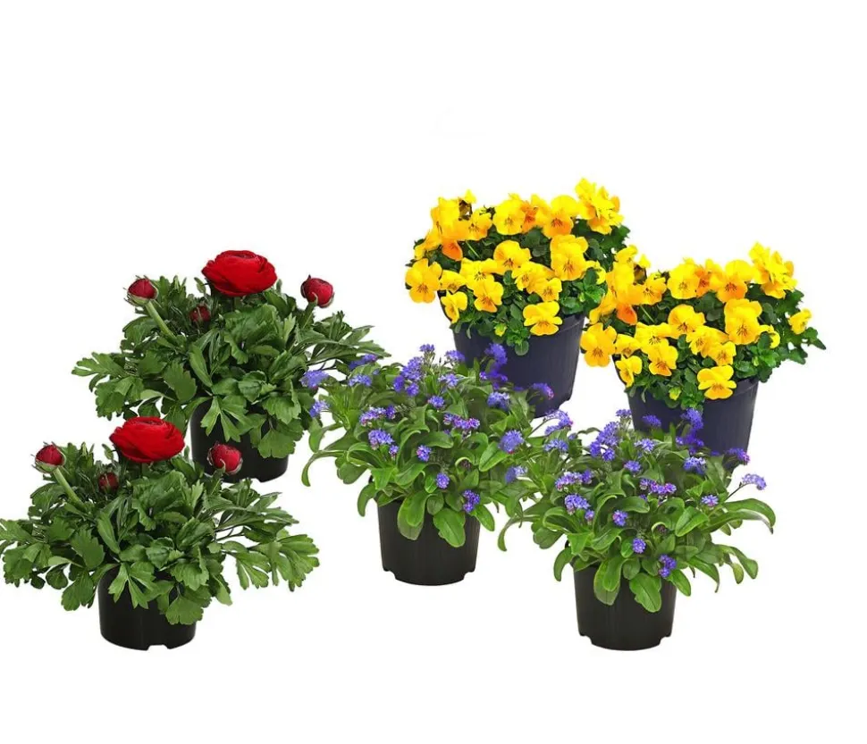 Beet- & Balkonpflanzen-Set Bunter Frühling, 6-teilig