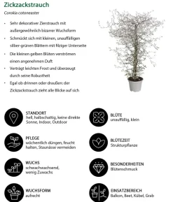 Beet- & Balkonpflanzen-Set Herbstglück, 6-teilig