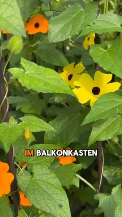 Beet- & Balkonpflanzen-Set Himmelsblühen, 3-teilig