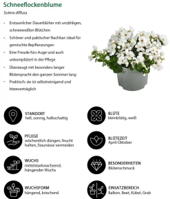 Beet- & Balkonpflanzen-Set Landhaus, 6-teilig