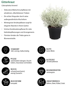 Beet- & Balkonpflanzen-Set Leuchtfeuer, 6-teilig