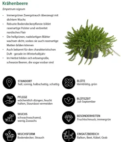 Beet- & Balkonpflanzen-Set Morgentau, 6-teilig