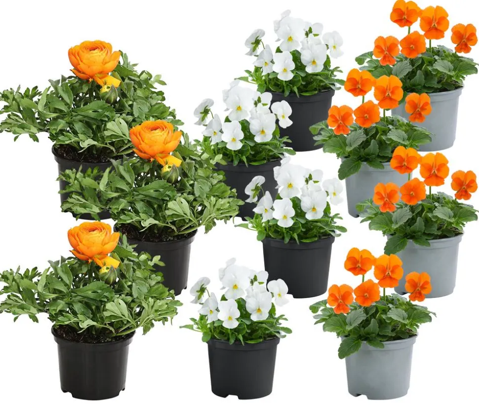Beet- & Balkonpflanzen-Set Oranger Frühling, 11-teilig