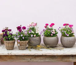 Beet- & Balkonpflanzen-Set Rosa Frühling, 6-teilig