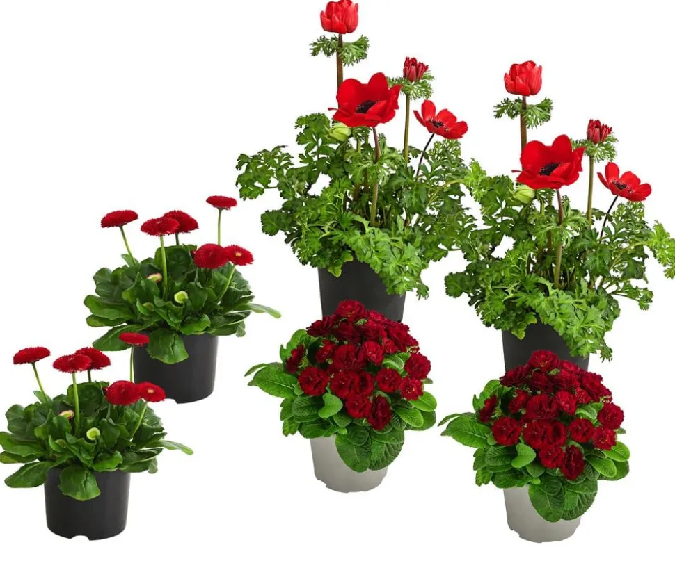 Beet- & Balkonpflanzen-Set Roter Frühling, 6-teilig