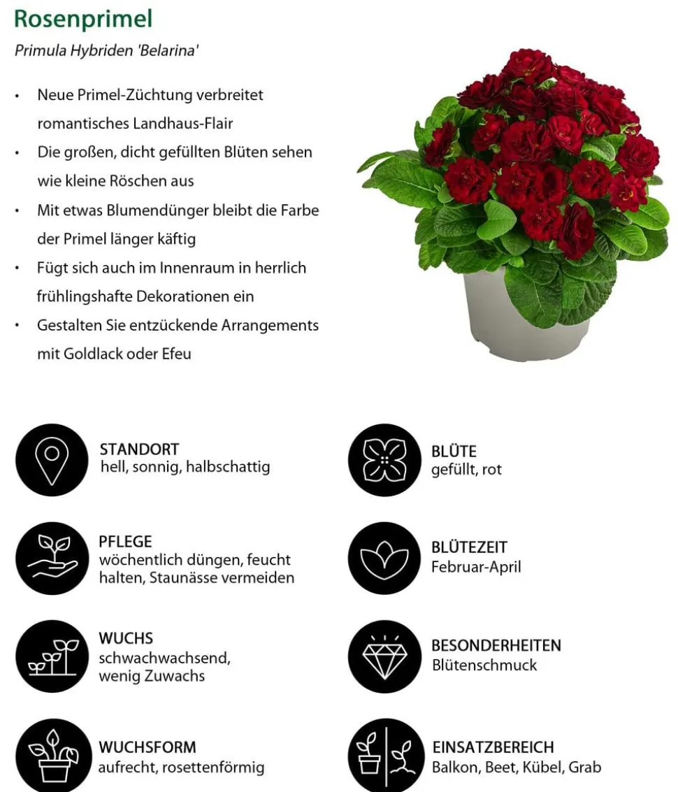 Beet- & Balkonpflanzen-Set Roter Frühling, 6-teilig
