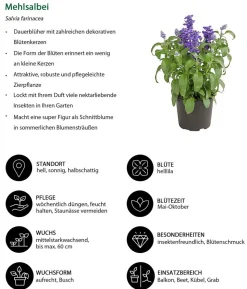 Beet- & Balkonpflanzen-Set Salvia, 6-teilig