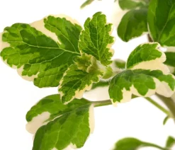 Beet- & Balkonpflanzen-Set Schattengarten, 6-teilig