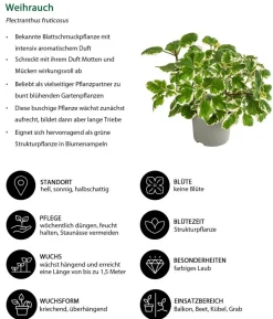 Beet- & Balkonpflanzen-Set Schattengarten, 6-teilig