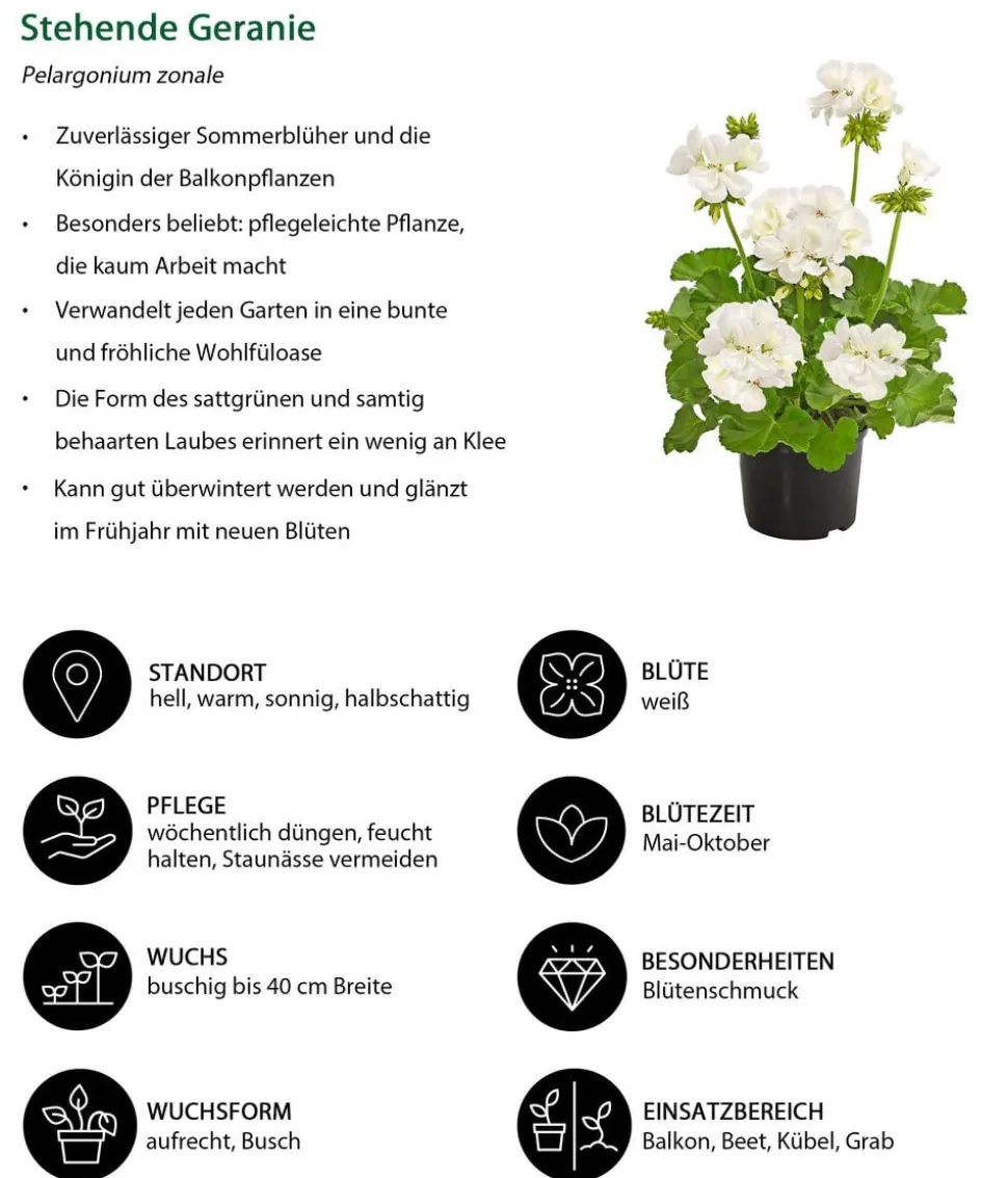 Beet- & Balkonpflanzen-Set Sommerliebe, 6-teilig