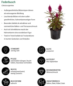 Beet- & Balkonpflanzen-Set Sommerpurpur, 6-teilig