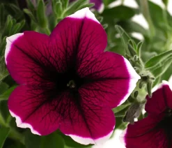 Beet- & Balkonpflanzen-Set Sommerpurpur, 6-teilig