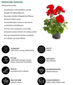 Beet- & Balkonpflanzen-Set Sonnenuntergang, 6-teilig