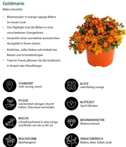 Beet- & Balkonpflanzen-Set Sonnenuntergang, 6-teilig
