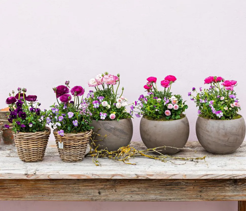 Beet- & Balkonpflanzen-Set Traum in Rosa, 6-teilig