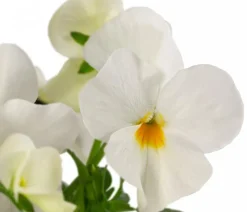 Beet- & Balkonpflanzen-Set Weißer Frühling, 6-teilig