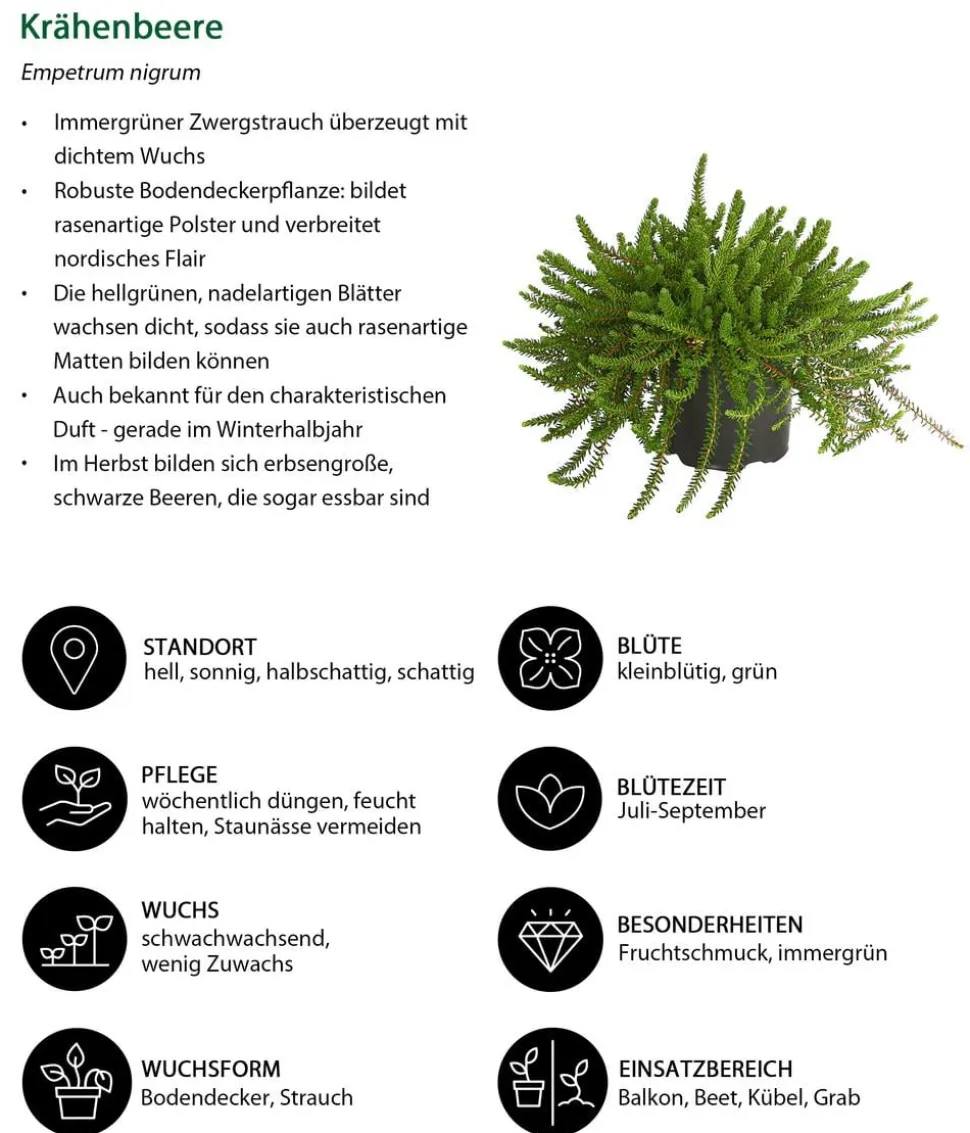 Beet- & Balkonset Herbstwind, 6-teilig