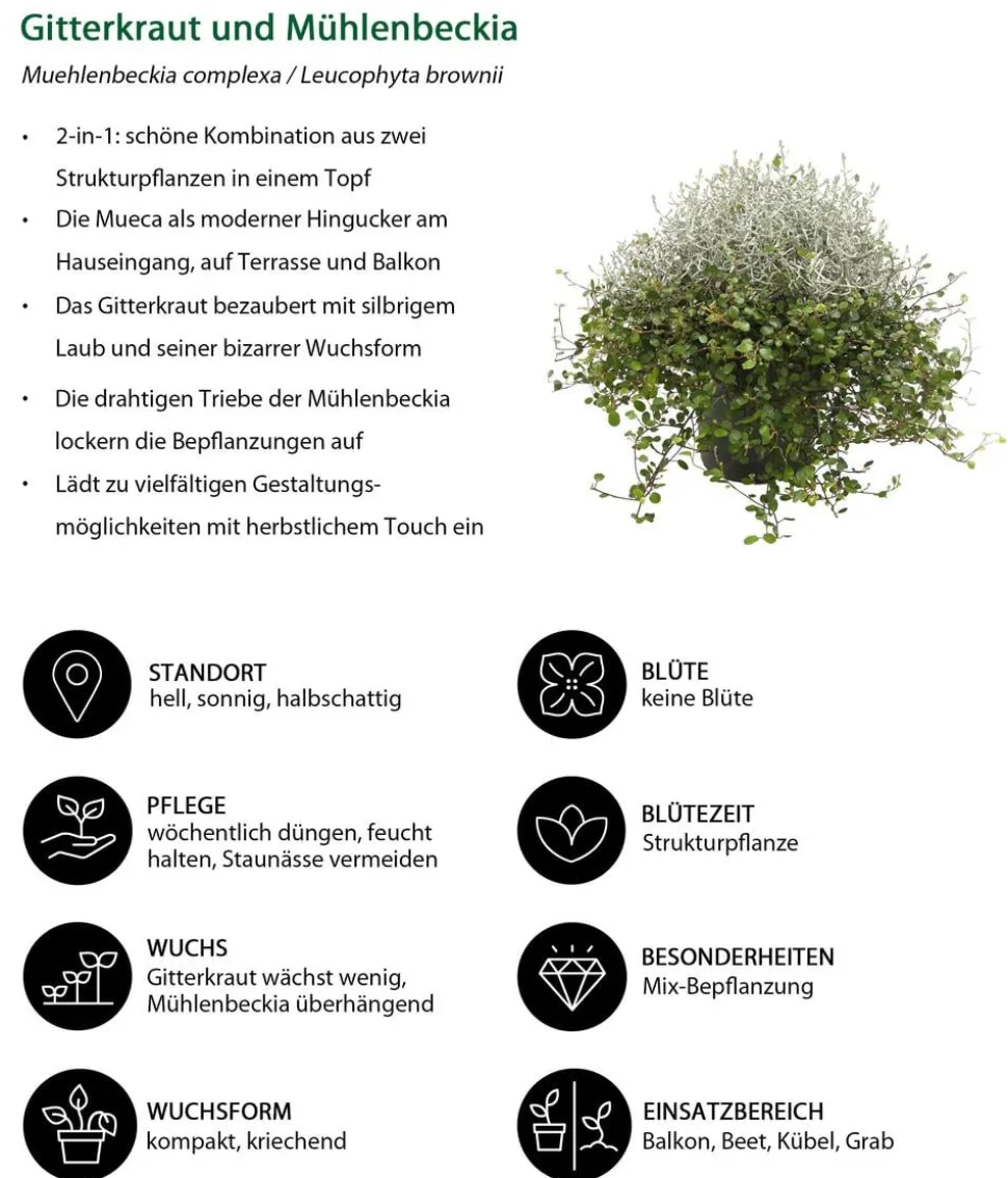 Beet- & Balkonset Herbstwind, 6-teilig