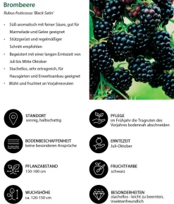 Bio Beeren-Set Kleiner Obstgarten, 3-teilig