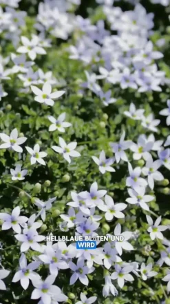 Bio Blauer Bubikopf