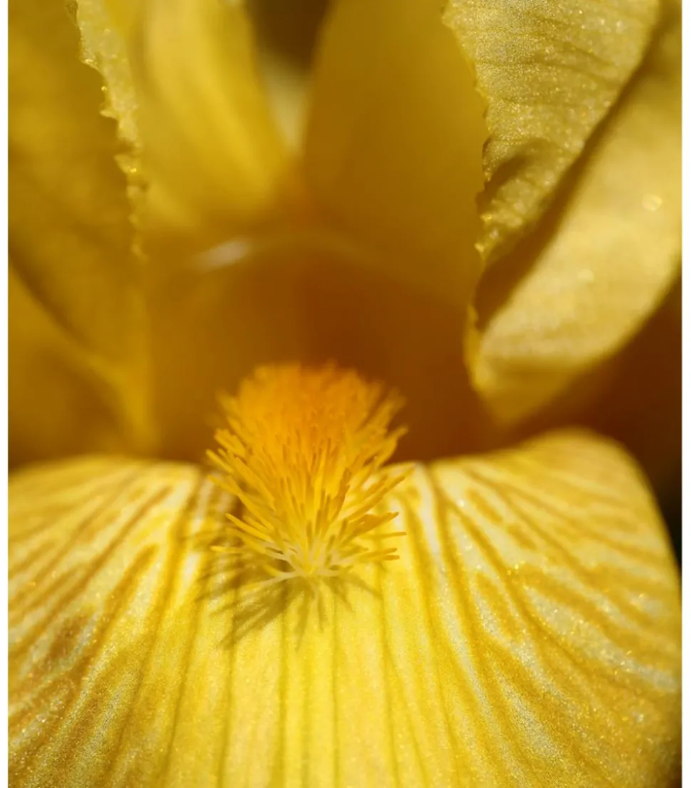 Bio Deutsche Schwertlilie, gelb