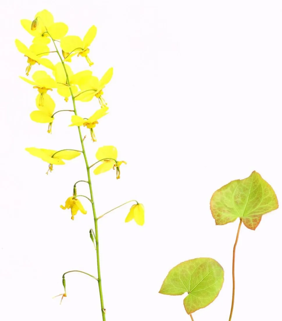 Bio Elfenblume 'Frohnleiten'