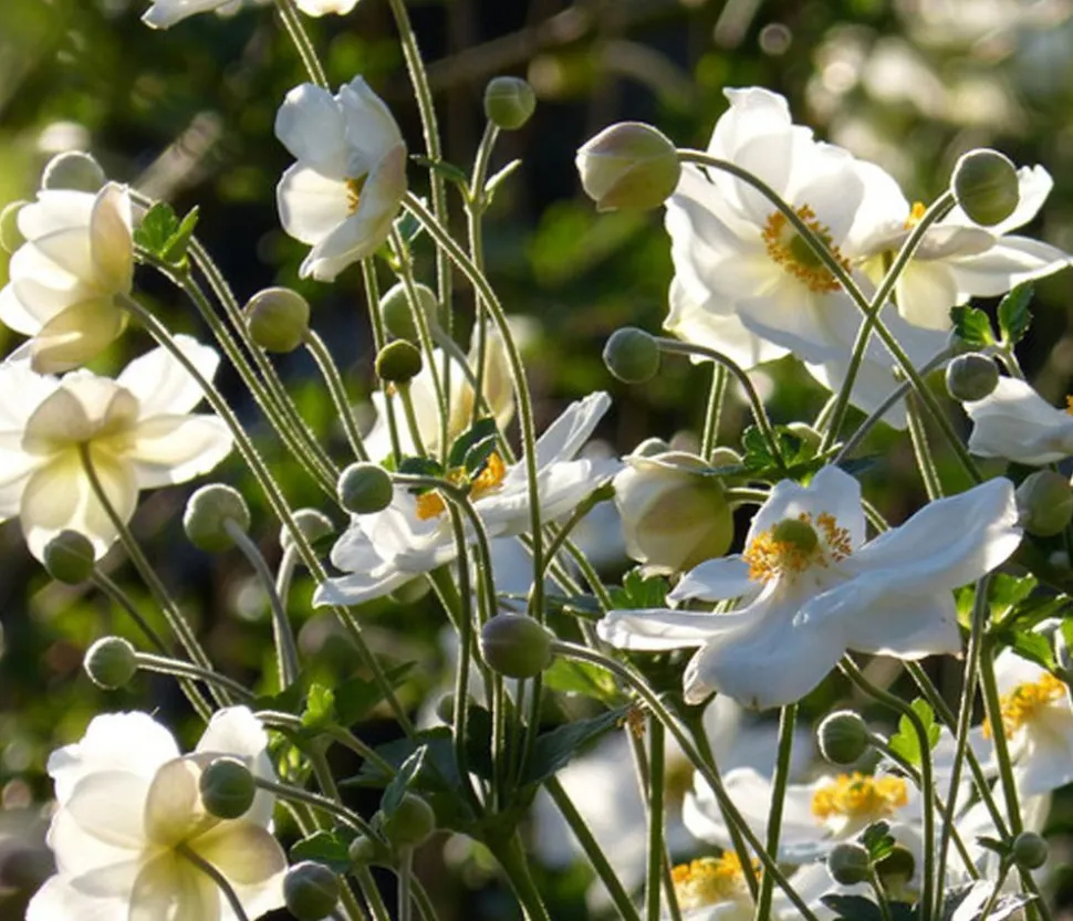 Bio Herbst-Anemone 'Honorine Jobert'